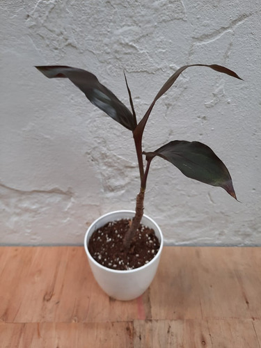 Dracena Morada (rubra) En Maceta Premium  N°18