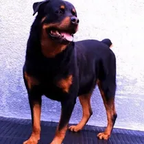 Comprar Perros Rottweiler Puros