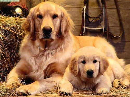 Cachorros Golden Retriever 100% Puros Con Libreta