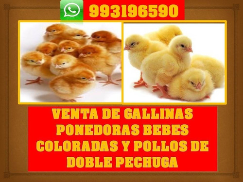 Venta De Gallinas Ponedoras Coloradas, Pollito Doble Pechuga