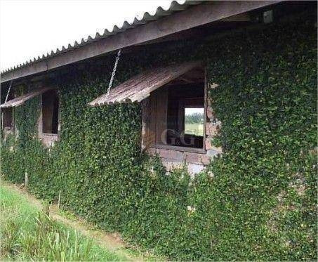 Imagem 12 de 12 de Chácara Com 4 Dormitórios À Venda, 30000 M² Por R$ 575.000,00 - Águas Claras - Viamão/rs - Ch0056