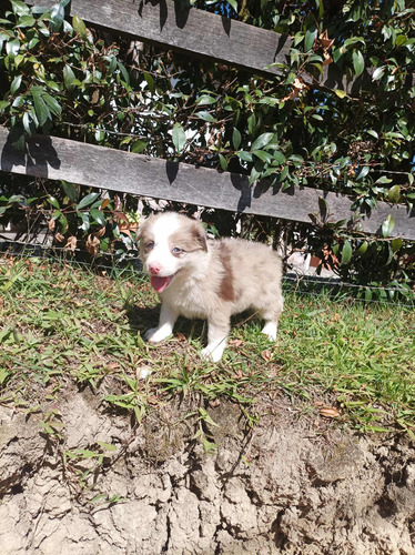 Border Collie Red Merle Hembra Medellín Animal Pets