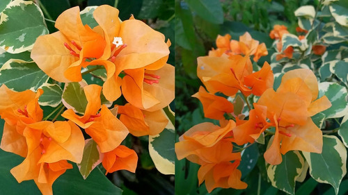 Bugambilia Naranja