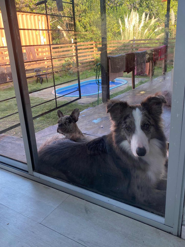 Border Collie Blue Merle Para Monta