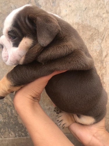 Imagen 5 de 10 de Hermosos Cachorros Chocolates Merles