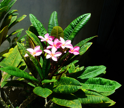 Plantas Flor De Mayo, Arbol De Flores Rosadas En Ramillete