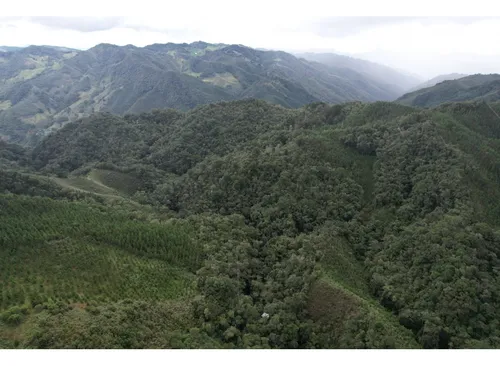 Finca Sembrada En Pino En El Municipio De Abejorral