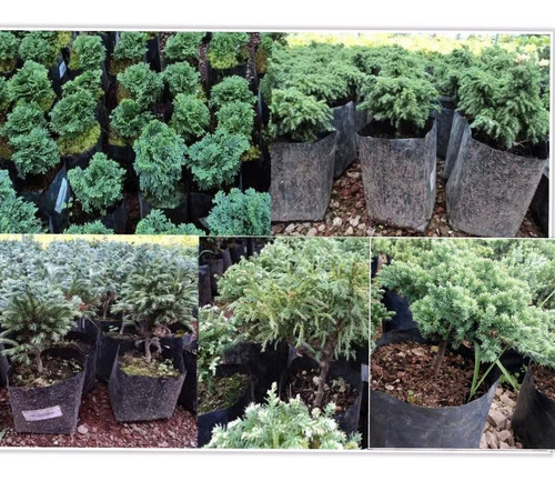 Imagen 1 de 6 de Lote De Arbolitos Para Bonsai Hinoki Cedro Japónes Juniperos