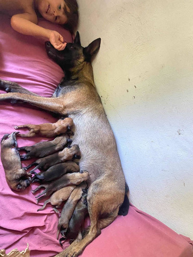 Imagen 6 de 7 de Pastor Belga Malinois