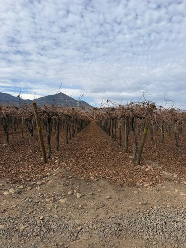 Venta De Campo Agrícola En Rengo Id 89.188-cam