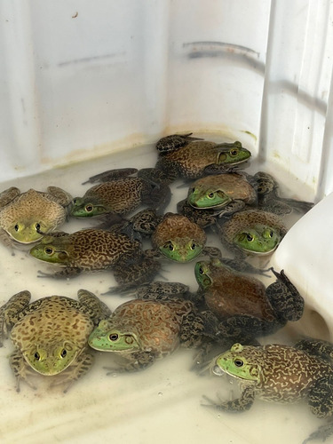 Consultoria Criação Rã Touro Venda Animais