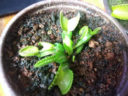 Imagen 4 de 5 de Plantas Carnivoras Venus Atrapamoscas Dioneas