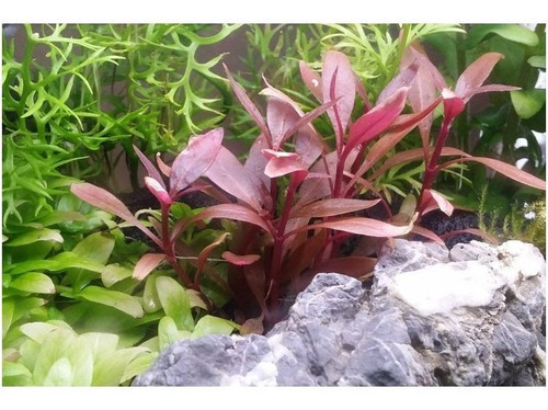 Planta Para Acuario Althernantera Reineckii Mini X 3 Tallos