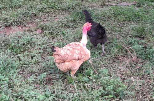 Ovos Mistos, Poedeira, Pescoço Pelado E Caipira Gaucha