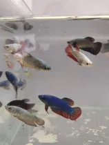 Comprar Peixe Betta De Linhagem Fêmea Dragon