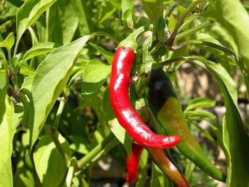 Semilla De Chile De Arbol - Bolsa De 1 Libra