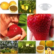 Comprar 100 Sementes Morango Gigante + 50 Sementes Maracujá + Estufa