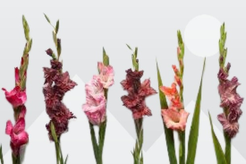 2 Docenas De Bulbos De Gladiolas Colores Variados 24pz