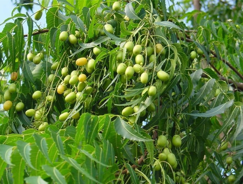 Árbol De Neem + Regalo 