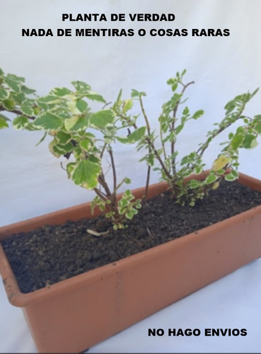 Jardinera - Planta ( Incienso ) ... No Hago Envios