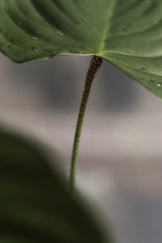 Philodendron Nangaritense