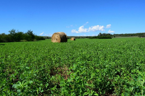 Semillas De Alfalfa Importada Picasso 617 25kg Peleteada