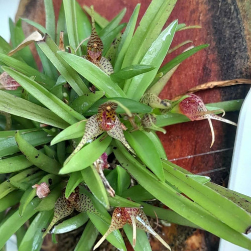 Mini Micro Orquídea Exótica Coleção Rara Dryadella Zebrina
