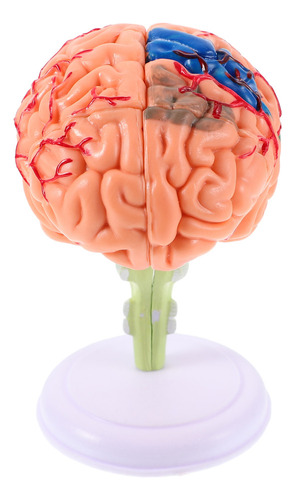 Ayuda Didáctica Para El Cerebro Humano: Modelo Cerebral Ensa