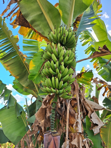 Chácara Ouro Fino Sul De Minas