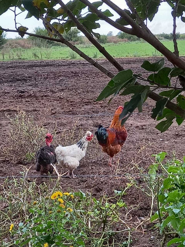 Imagen 7 de 8 de Huevos Fertiles