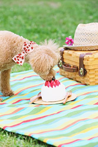 Collar Perro Lionet Paws - Verano Ajustable Con Lazo De