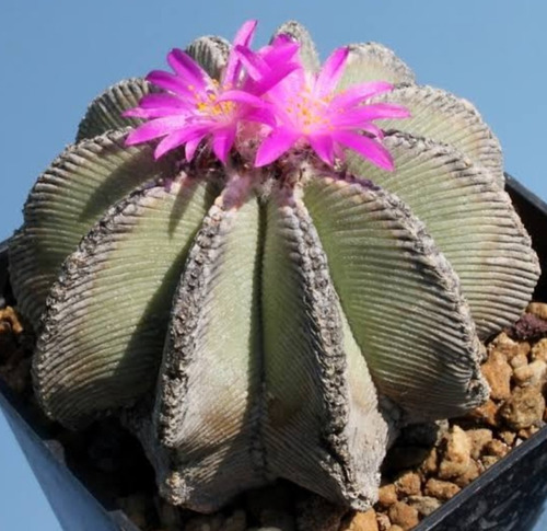 Aztekium Hintonii, Biznaga Piedra Del Yeso, 10 Semillas, Mp