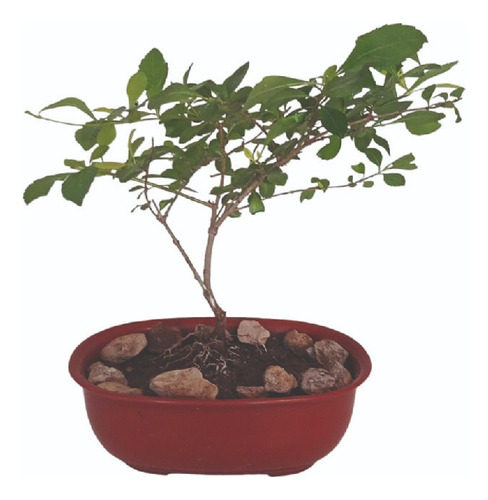 Bonsai Duranta Arte Japones Deco Oriental Feng Shui