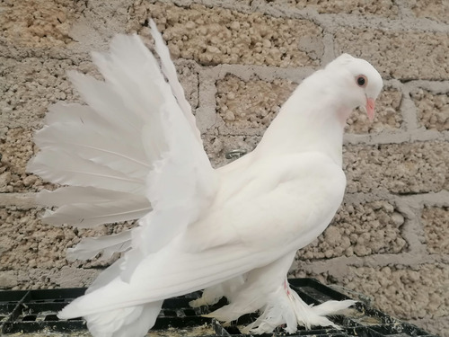 Palomas Colipavas Blancas