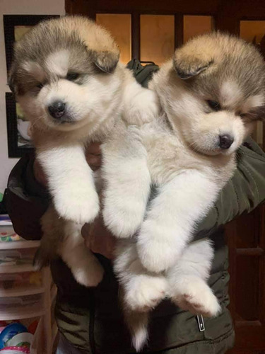Cachorros Alaska Malamute Adorables 