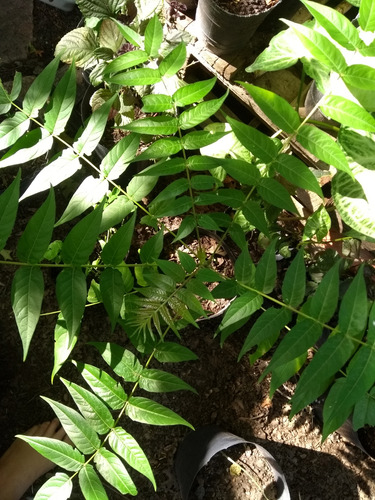 Combo X 6 Plantines Árbol / Bonsái