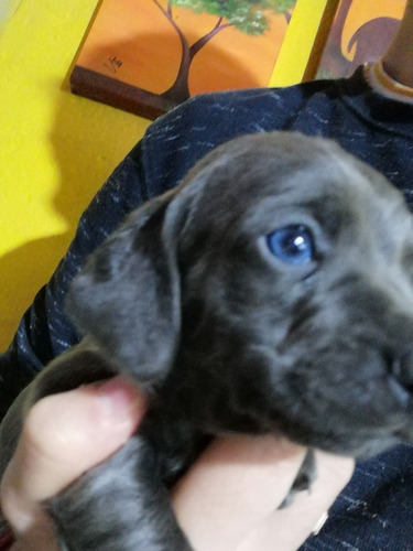 Salchichas Cachorros