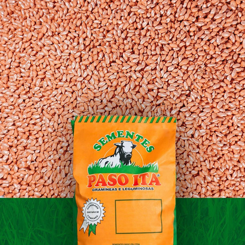 Panicum Maximum Cv Miyagui Incrustada 10kg