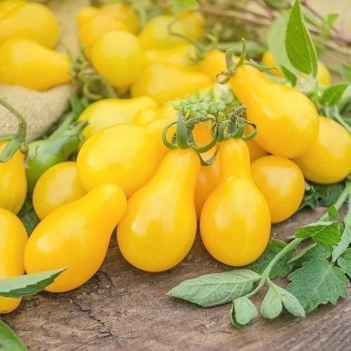 Tomate Pera Amarelo - 2gr De Sementes