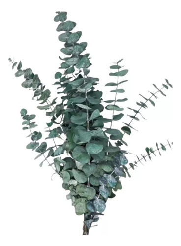 2 Eucalipto Dolar (planta) , Eucalyptus Cinerea Envío Gratis