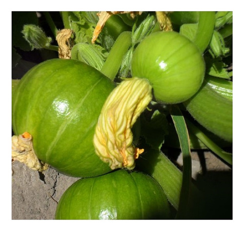 Zapallito Verde Super Dorrego X 1 Kilo Pura Calidad