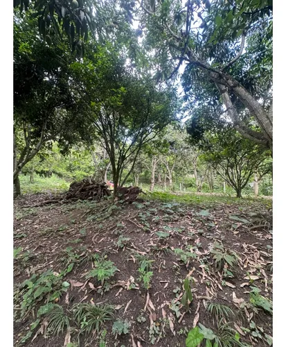 Lote En La Mesa Vereda El Palmar