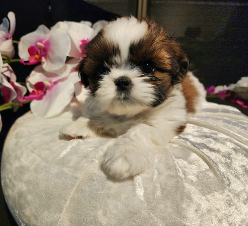 Maravillosas Shih Tzu Pequeñas, Muy Tiernas!!