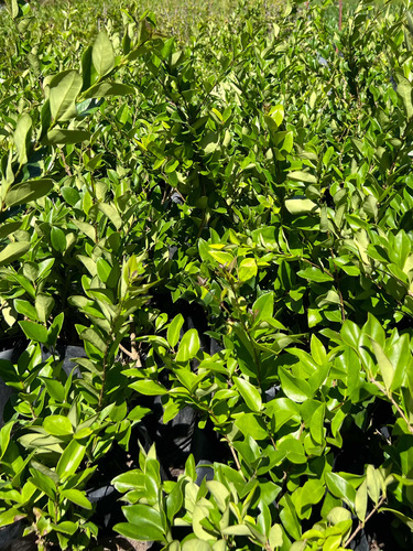 Planta Para Cerco Vivo Óleo Texano Verde Oferta Arbusto