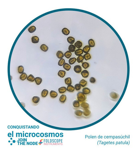 Imagen 3 de 9 de Foldscope, Advanced Kit