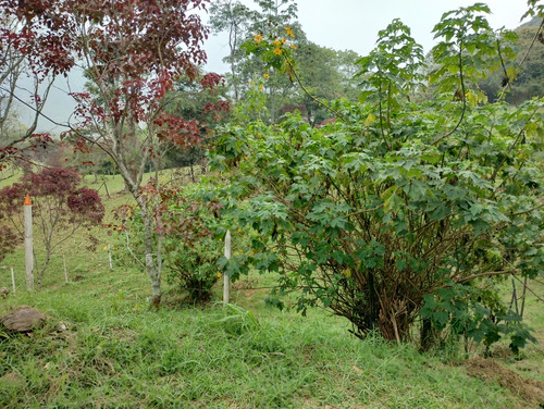 Venta De Finca En Envigado