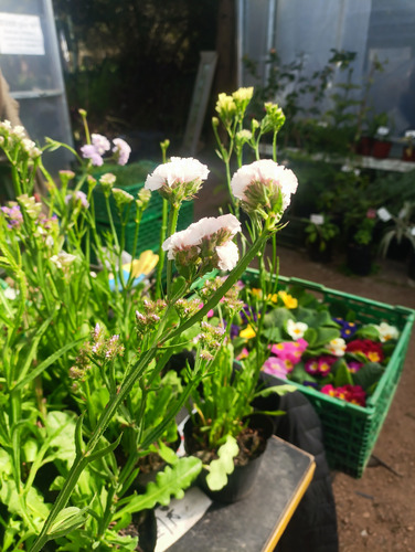 Planta Floral Siempreviva De Arenas (estátice)