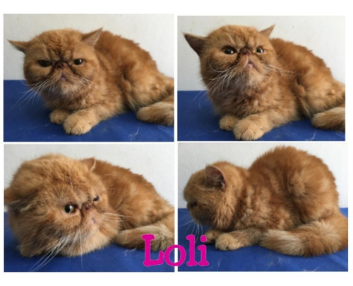 Gata Persa Exotica Hembra Pelo Corto **oportunidad**