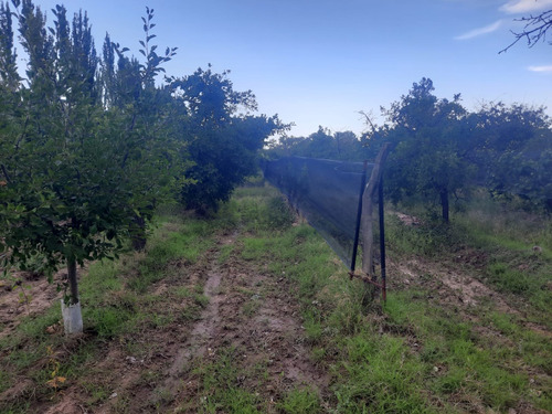 Vendo Finca Con Casa En Rama Caída. San Rafael Mendoza