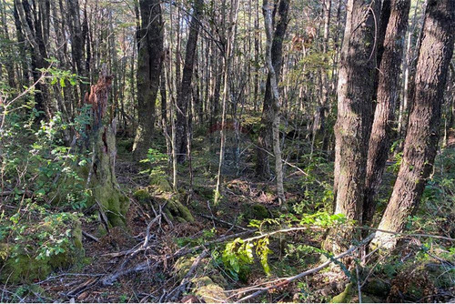 Venta Parcela Bosque Pucón